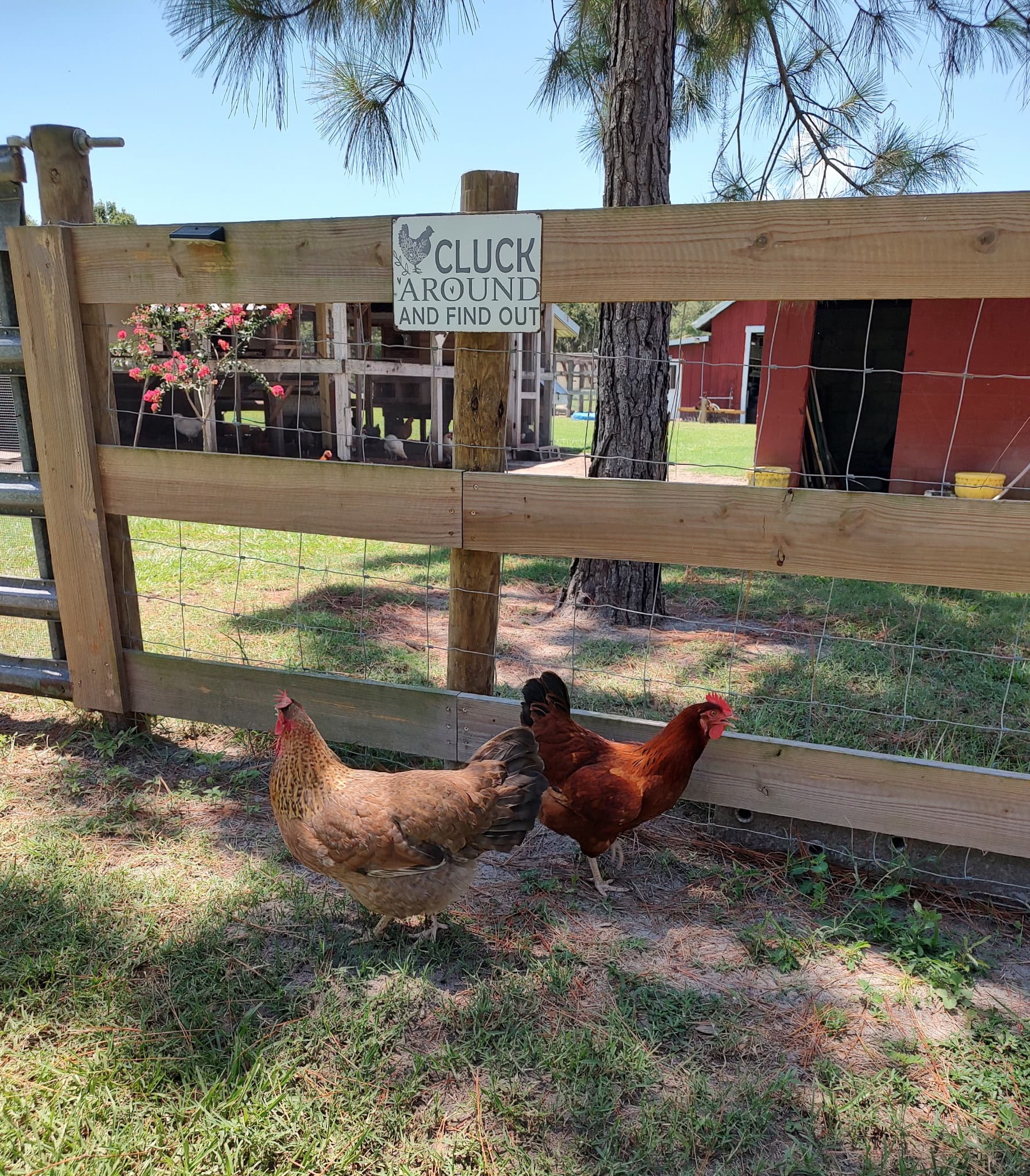 Two hens outside a wooden fence at the farm, beside a sign reading Cluck Around And Find Out