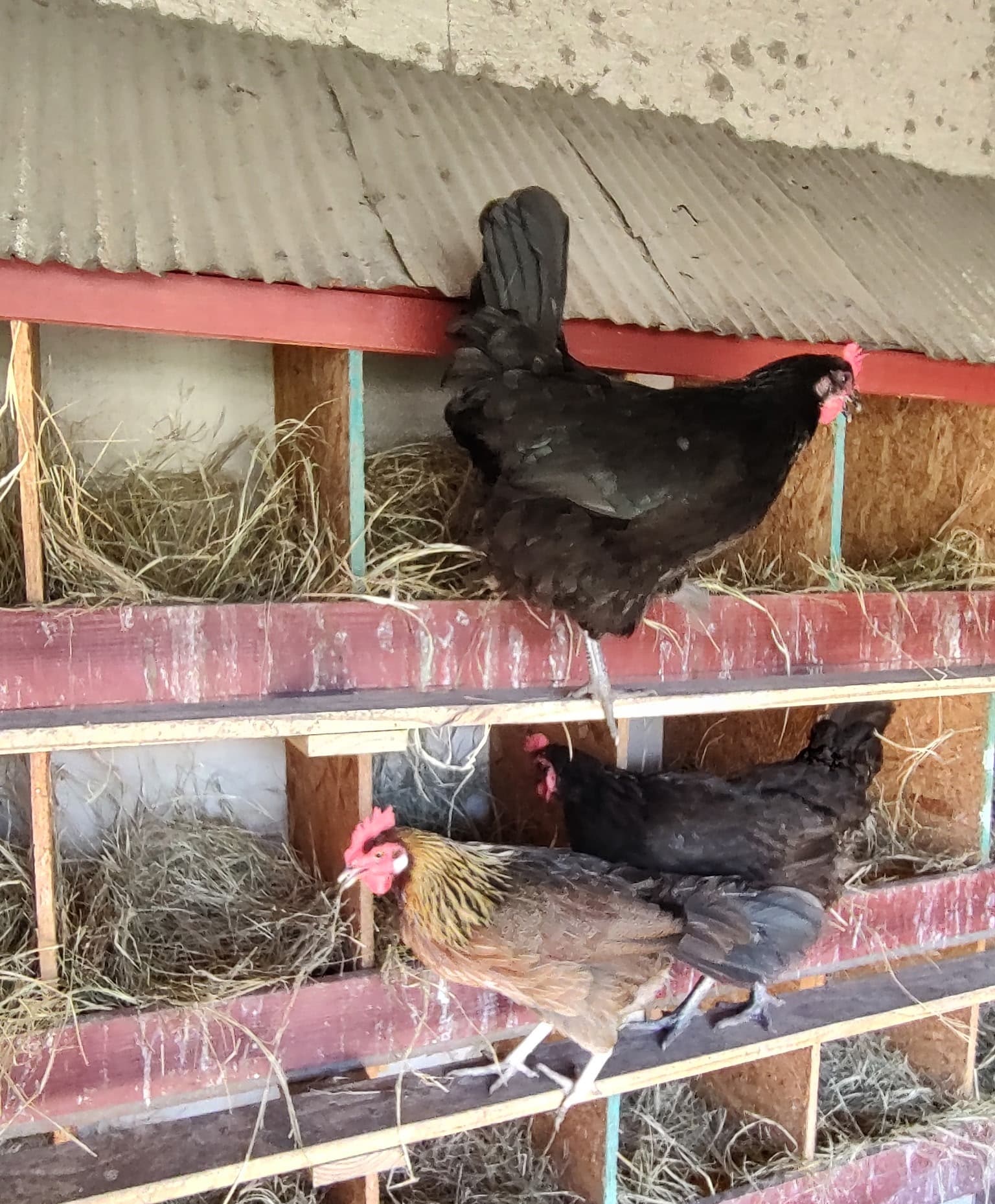 Hens perched among straw filled nesting boxes inside the coop
