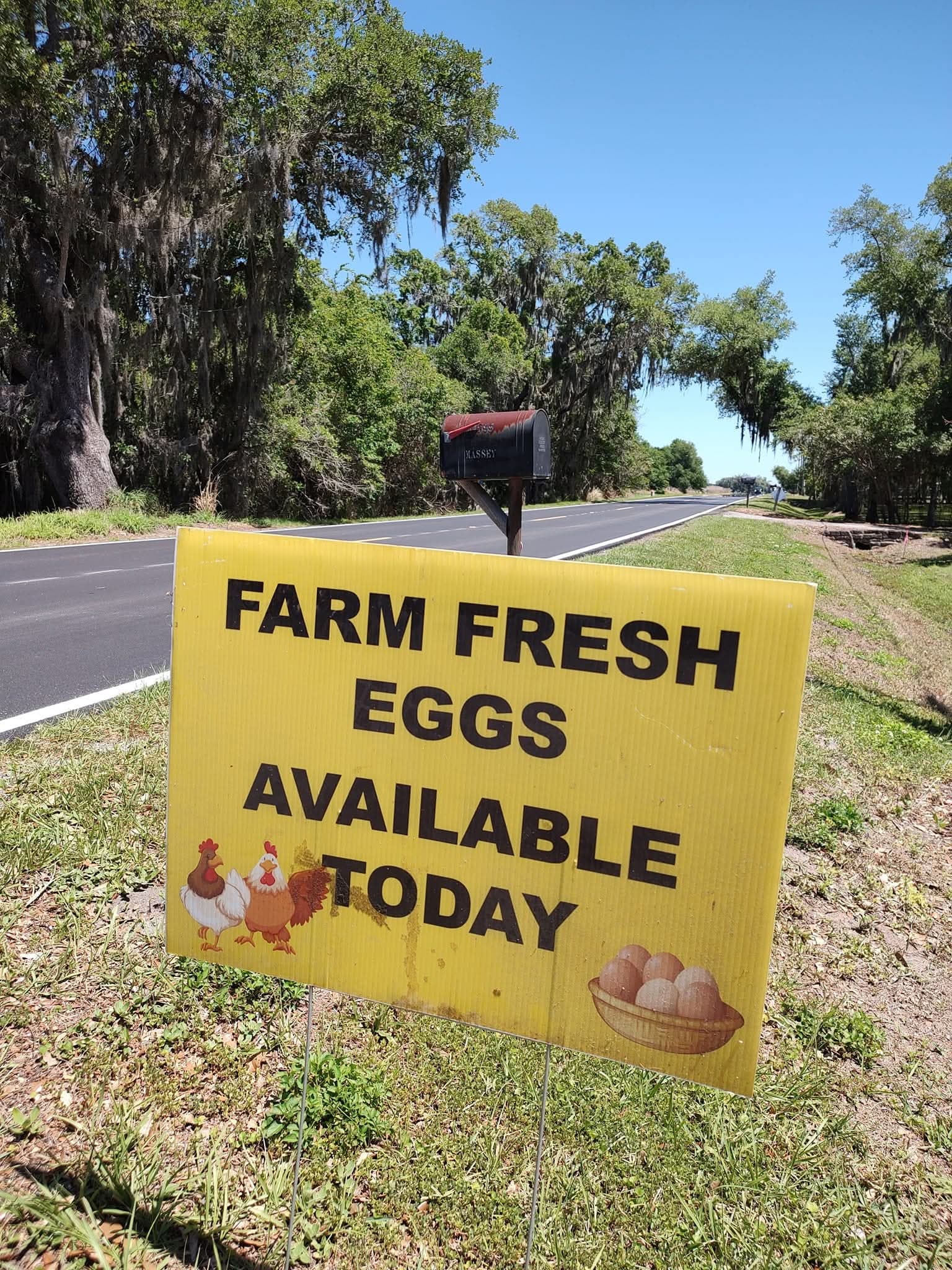 A yellow roadside sign reading Farm Fresh Eggs Available Today, beside the mailbox on Kissimmee Park Road